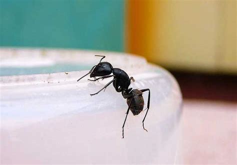 家裡有螞蟻怎麼處理 神桌上擺設